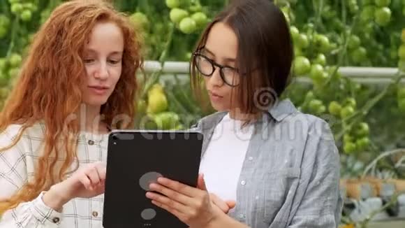 农业工人用数字平板检查番茄植株一对漂亮的年轻夫妇穿着休闲装手里拿着视频的预览图