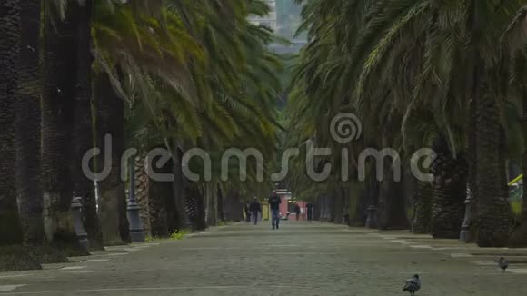 斯派西亚繁忙的市民与灰鸽子在热带小路上散步港口城市视频的预览图
