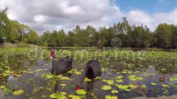 两只黑天鹅在湖里游泳视频的预览图