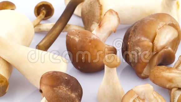 几种香菇和艾氏蘑菇站着撒谎在白色背景上隔离的转盘上旋转视频的预览图