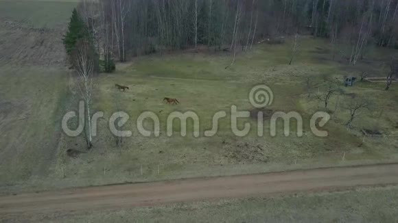 四架直升机在马附近飞行视频的预览图