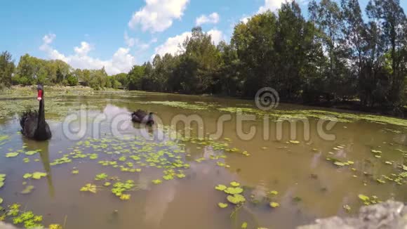 两只黑天鹅在湖里游泳视频的预览图