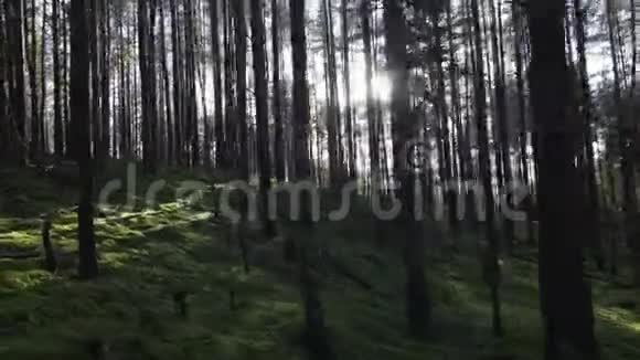 在深松云杉林中向上坡移动太阳的对面是PovShot视频的预览图