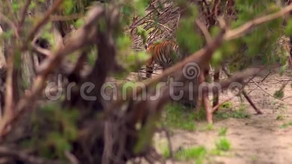 动物园里的一只小老虎视频的预览图