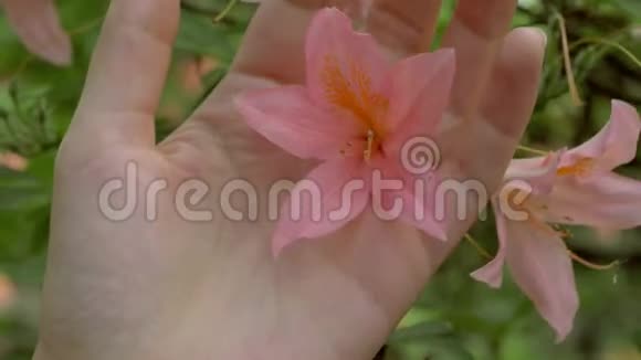 女人手在手指间捏着一朵粉红的花穿过手指视频的预览图