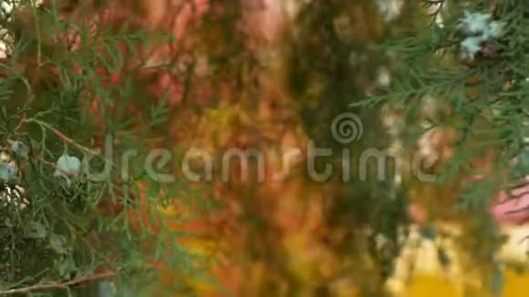 在一个模糊的旋转木马的背景下一个树枝和一个杜松子果实的特写正在旋转4k慢镜头视频的预览图