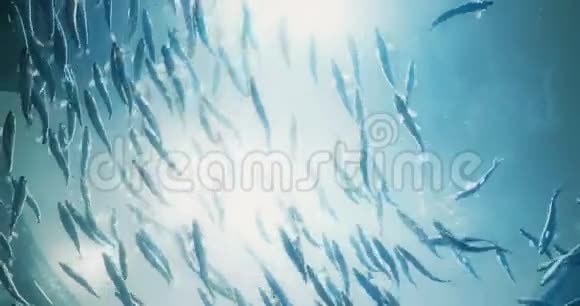 头顶游鱼的电影肖像视频的预览图