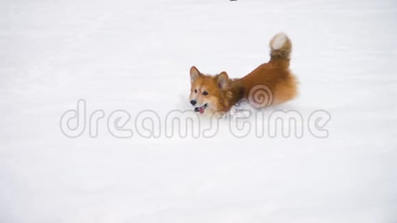 科吉毛茸茸的在深雪边奔跑视频的预览图