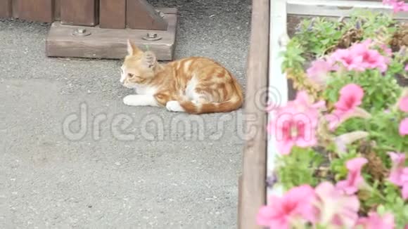 一只无家可归的红色小猫在街上躺在花坛附近的沥青上开着粉红色的花4k视频的预览图