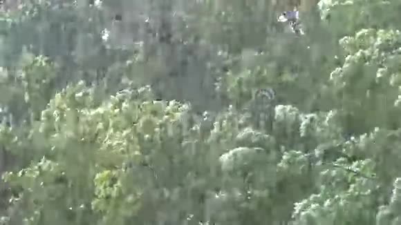 下雨的夏日视频的预览图