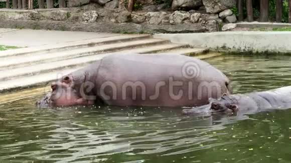 在炎热的夏日河马在水里洗澡在游泳池里洗澡在动物园里洗澡河马视频的预览图