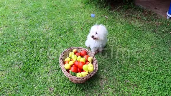 可爱的马耳他小狗坐在装满新鲜水果和蔬菜的篮子旁边视频的预览图