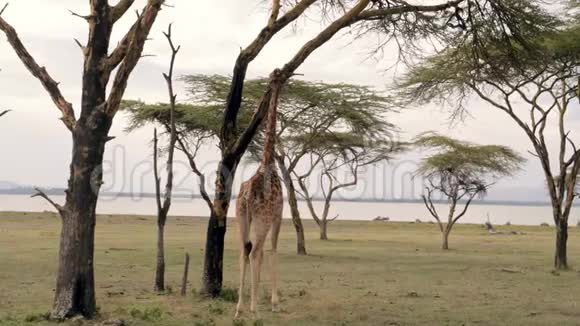 非洲成年长颈鹿在相思树的大草原上吃树叶和树皮视频的预览图
