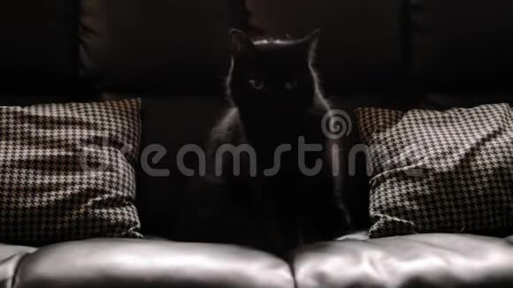 黑猫自己梳头4K镜头视频的预览图