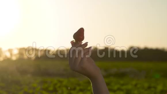 女人的手握着夕阳背景下的红甜草莓视频的预览图