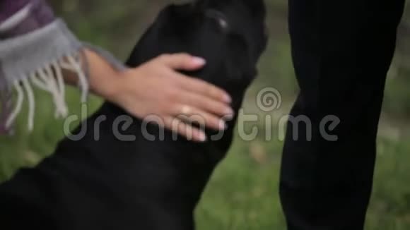 一对新婚夫妇在公园里和一只黑狗视频的预览图