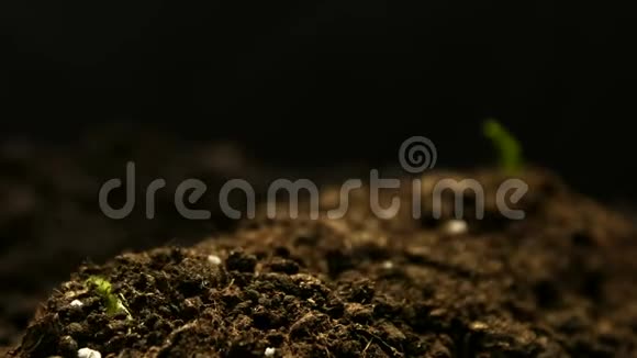 在农场种子农业种植豌豆视频的预览图