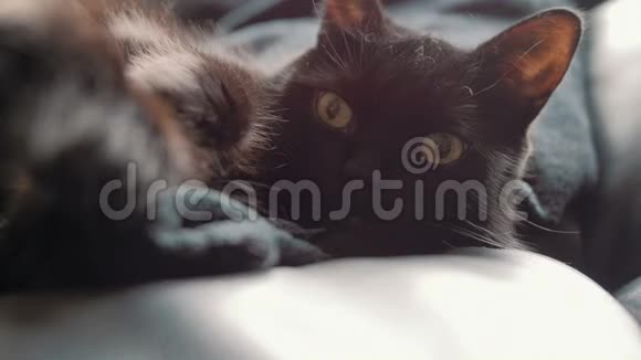 黑猫看着摄像机视频的预览图