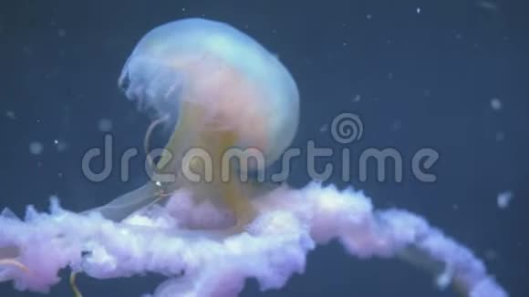 水母在水下游泳视频的预览图