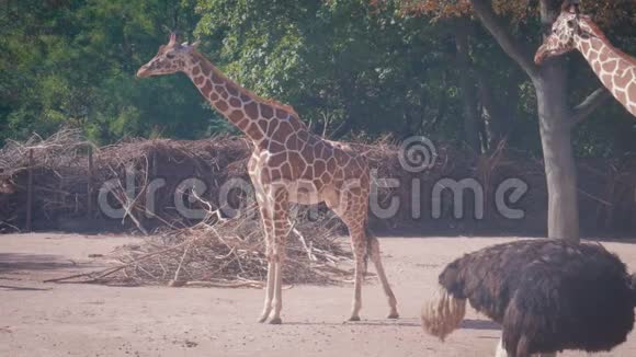 哥本哈根动物园里的长颈鹿和鸵鸟视频的预览图