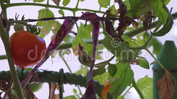 新鲜红番茄挂在花园中缓慢侧移视频的预览图