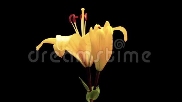 在黑色背景下分离出一朵黄色百合花从花蕾到半开放的时间间隔视频4k段视频的预览图