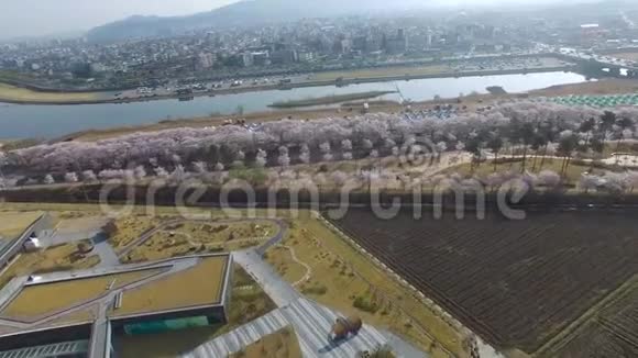 韩国庆州金玉新将军墓樱花节视频的预览图