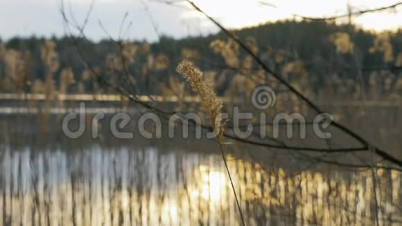 湖面上的干草视频的预览图