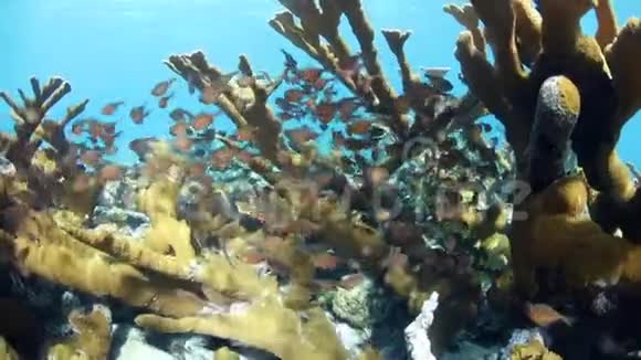 加勒比海的玻璃清洁工和麋鹿珊瑚学校视频的预览图