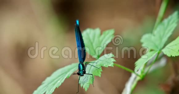 一片叶子上的蓝色蜻蜓视频的预览图