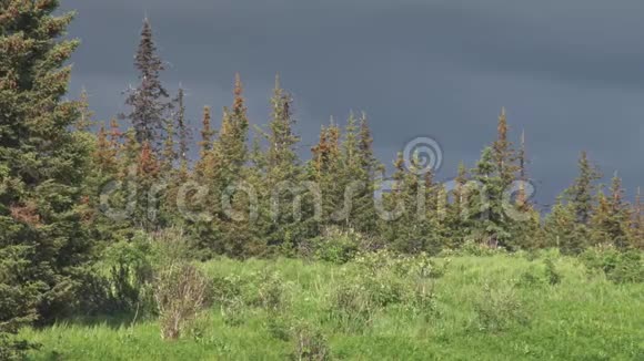 在暴风雨的森林山脊上的驼鹿视频的预览图