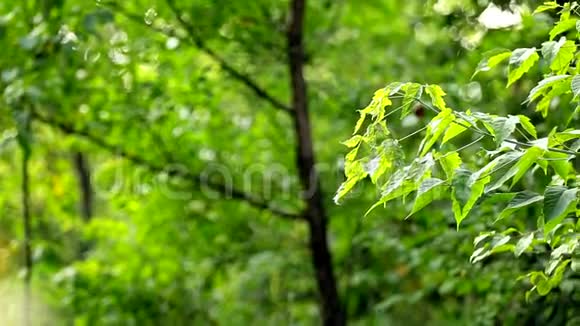自然背景一棵树上美丽的绿叶特写视频的预览图