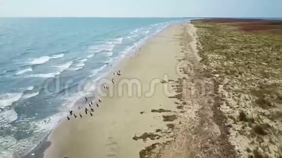罗马尼亚多瑙河三角洲黑海沿岸视频的预览图