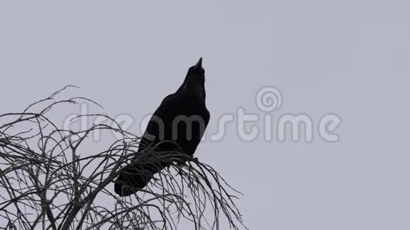 德克萨斯州大弯乌鸦在树上视频的预览图