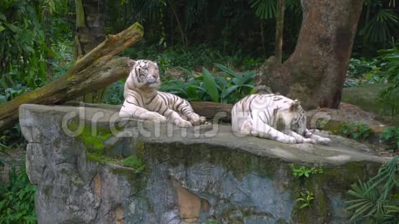 动物园里的白虎视频的预览图