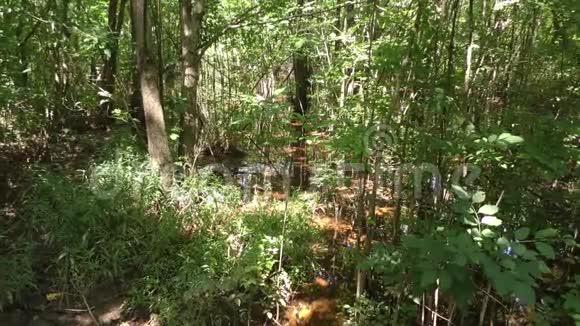乔治亚河滨公园在查塔霍切河附近的一个沼泽的水上放大视频的预览图