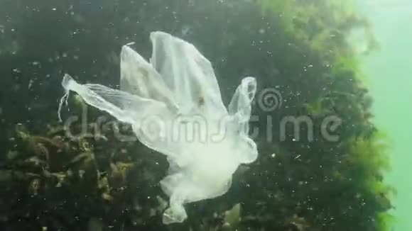 垃圾在水中聚乙烯袋杀死海洋动物虾死自然生态可塑视频的预览图