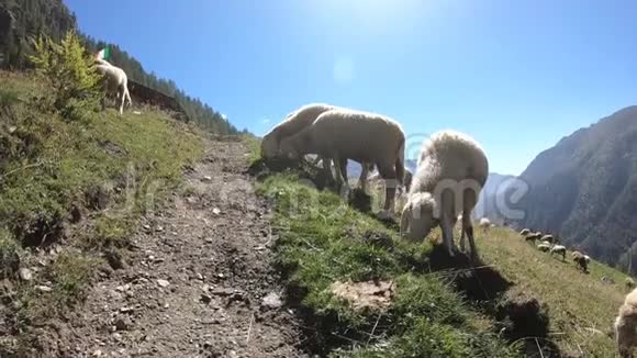 意大利阿尔卑斯山夏季山上的绵羊视频的预览图