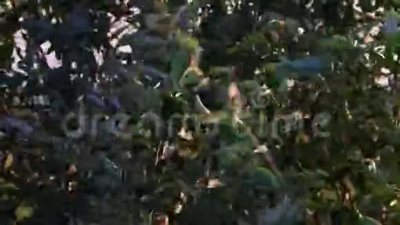 日落时的杨梅树视频的预览图