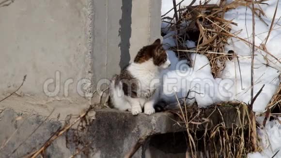 小猫捕捉到空气中的气味视频的预览图