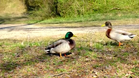 两只雄性鸭子野鸭与雌性竞争野生动物竞争视频的预览图