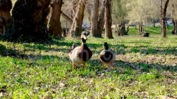 两只雄性鸭子野鸭与雌性竞争野生动物竞争视频的预览图