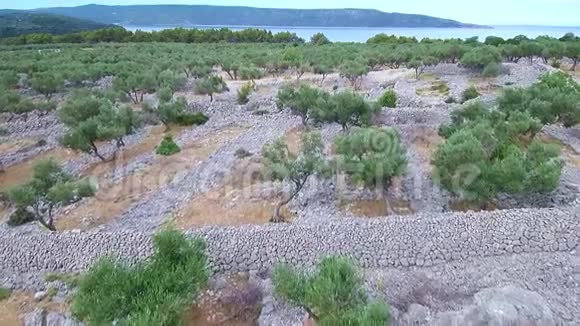 地中海岛屿上一个古老橄榄沟的空中镜头视频的预览图