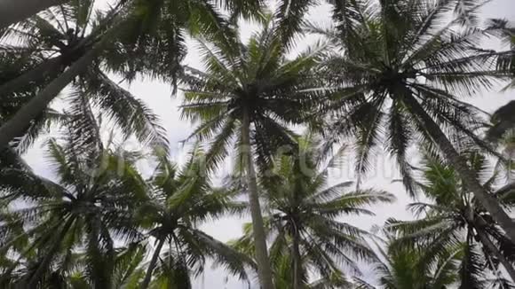 傍晚天空背景下高椰子棕榈的剪影地面角度拍摄视频的预览图
