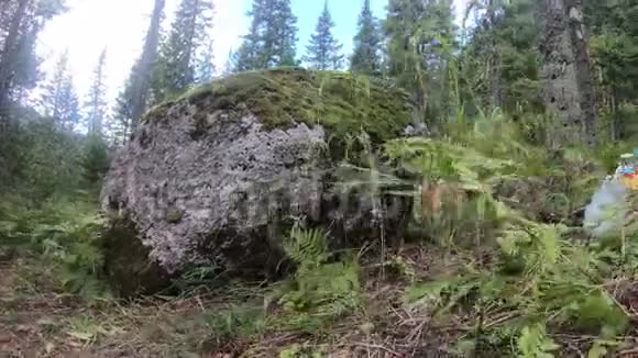 4在草地和蕨类植物中运动的大岩石与垃圾的K时移视频的预览图
