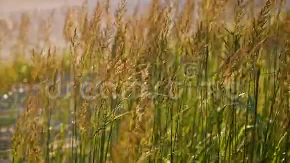 高高的小草在夕阳下摇曳视频的预览图