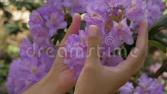 温柔地抚摸紫色的花朵视频的预览图