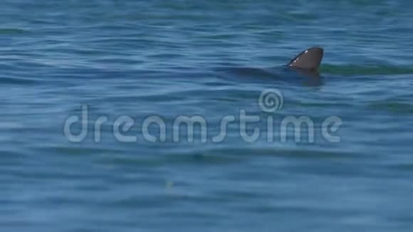 一只美丽的海豚意外射击视频的预览图