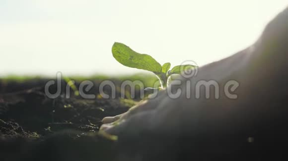 农业生态农业世界土壤日概念男农手用绿叶种子树发芽视频的预览图