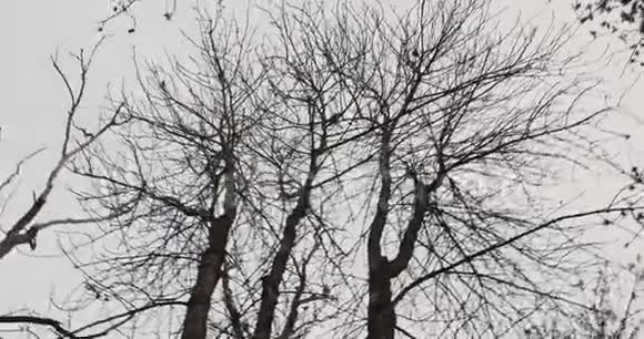 一个人看着树的顶端然后往下看看着周围裸露的树木视频的预览图